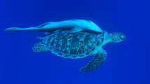 dive center